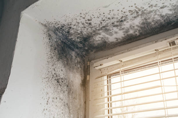 Affordable Mold Removal solutions in Franktown, VA