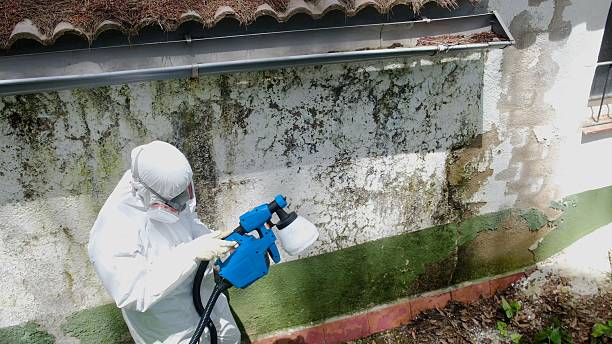 Top rated local Mold Removal specialists in Franktown, VA